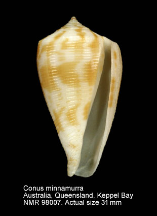 Conus minnamurra.jpg - Conus minnamurra (Garrard,1961)